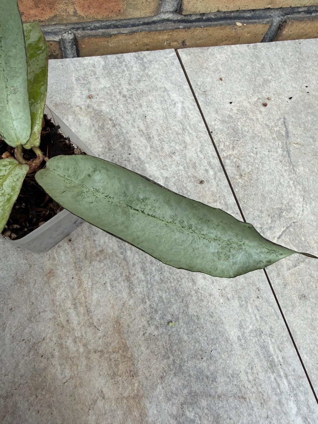 Hoya mitrata sp. Buntok silver