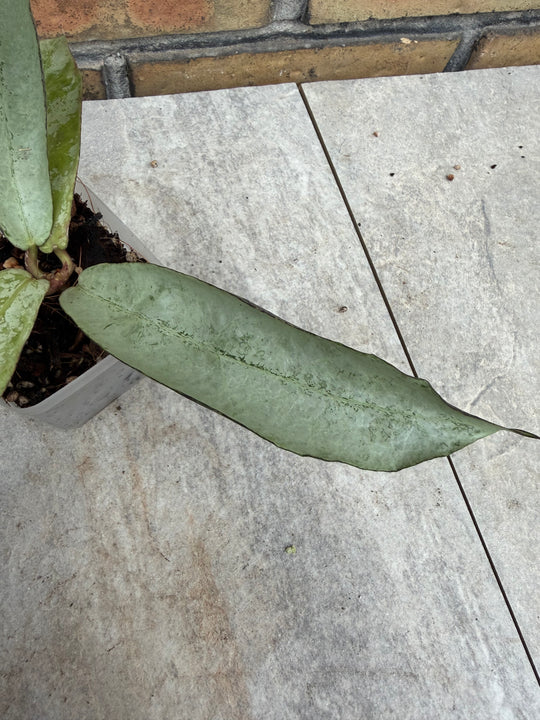Hoya mitrata sp. Buntok silver