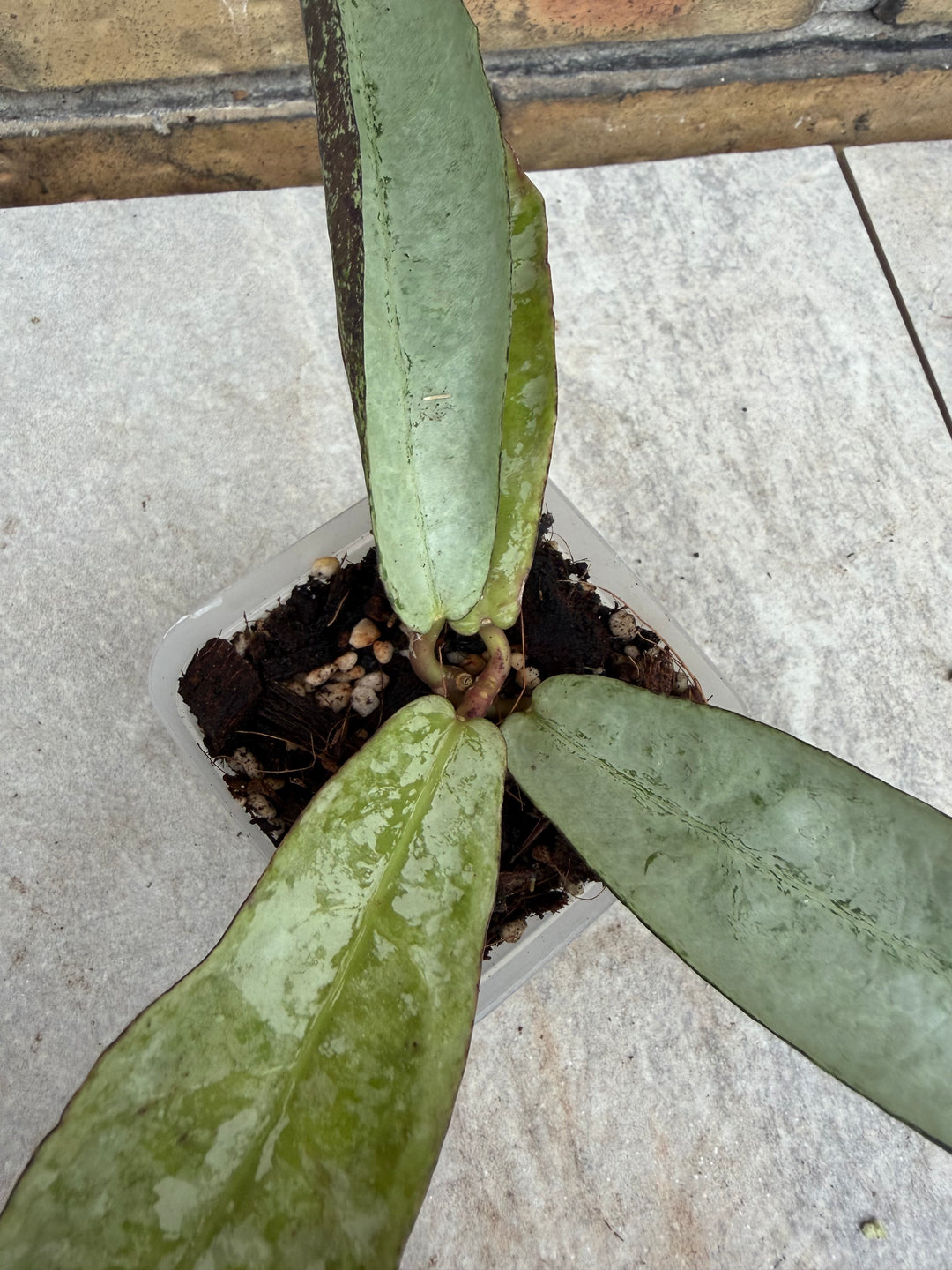 Hoya mitrata sp. Buntok silver