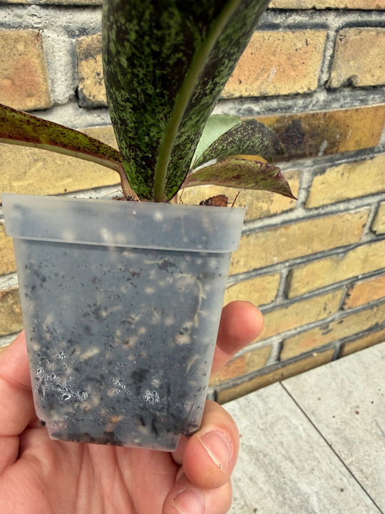 Hoya mitrata sp. Buntok silver