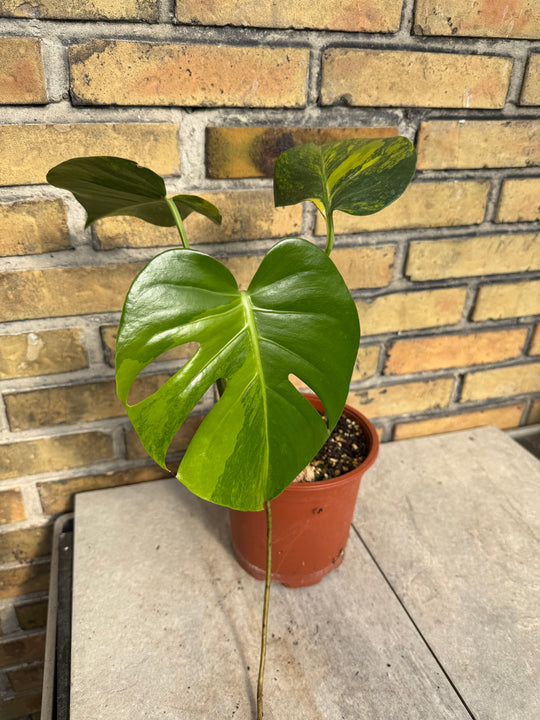 Monstera aurea LF