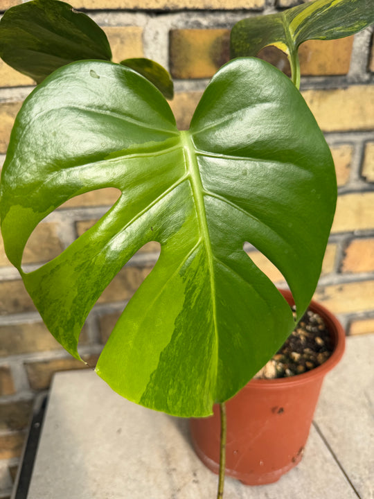 Monstera aurea LF
