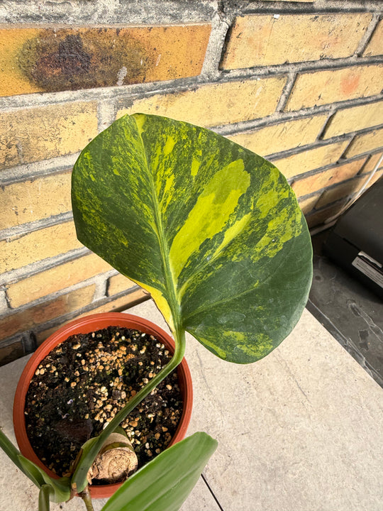 Monstera aurea LF