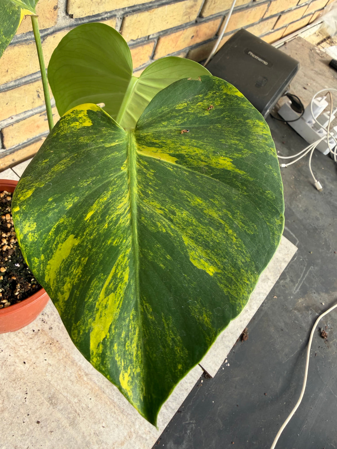 Monstera aurea LF