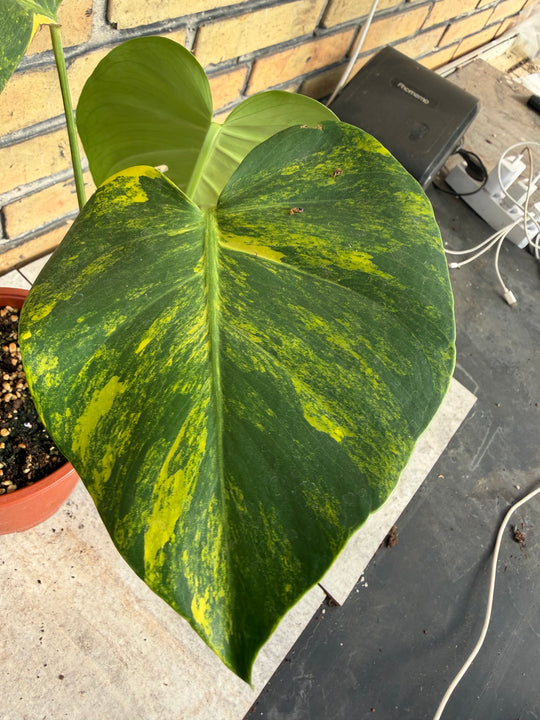 Monstera aurea LF