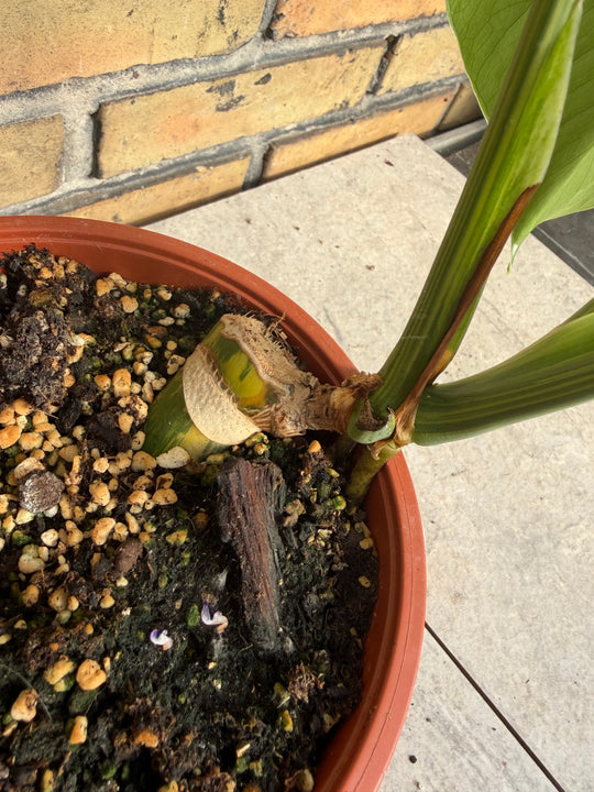 Monstera aurea LF