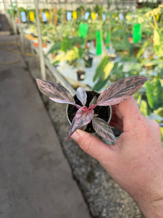 Philodendron fire phoenix