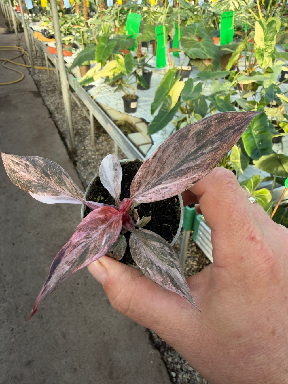 Philodendron fire phoenix