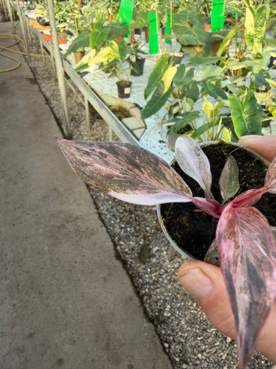 Philodendron fire phoenix