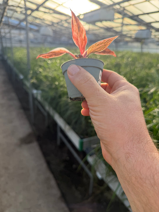 Philodendron fire phoenix