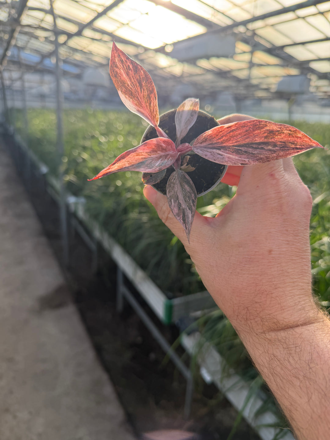 Philodendron fire phoenix