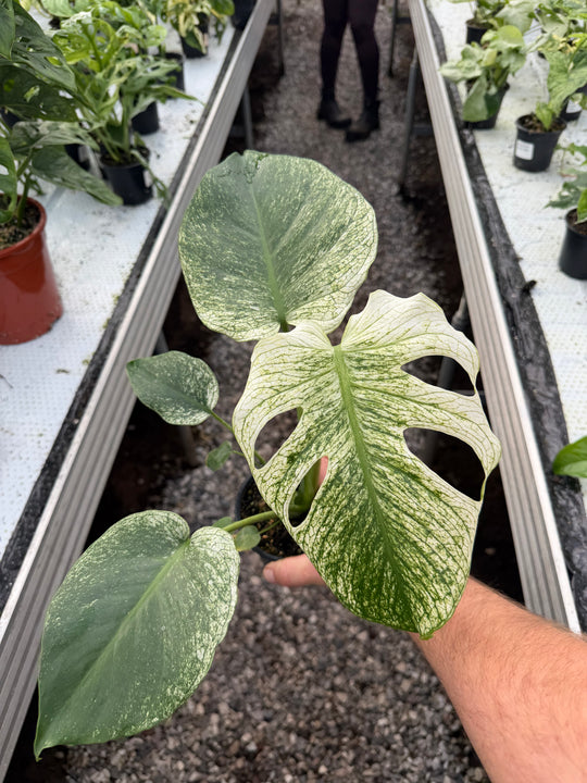Monstera devil monster