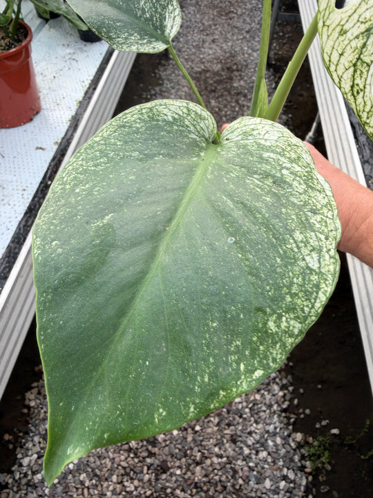 Monstera devil monster