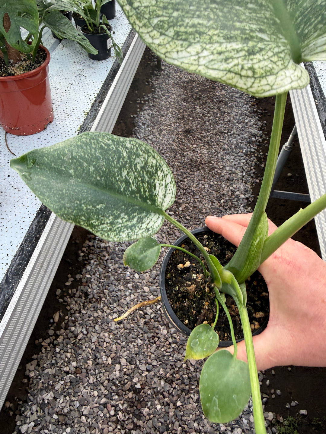 Monstera devil monster