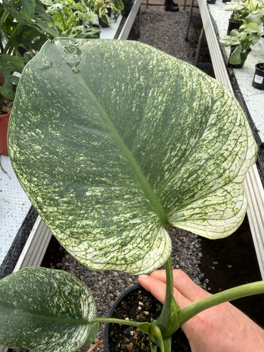 Monstera devil monster