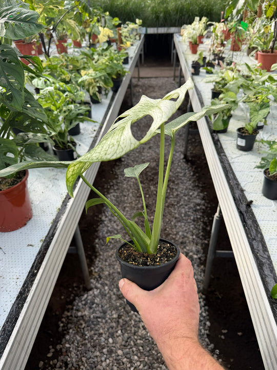 Monstera devil monster