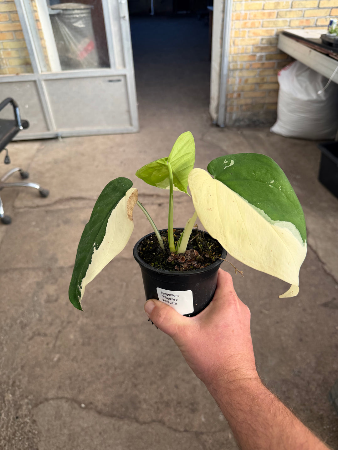Syngonium chiapense variegata