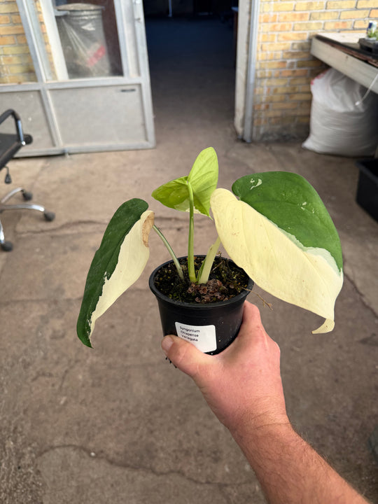 Syngonium chiapense variegata