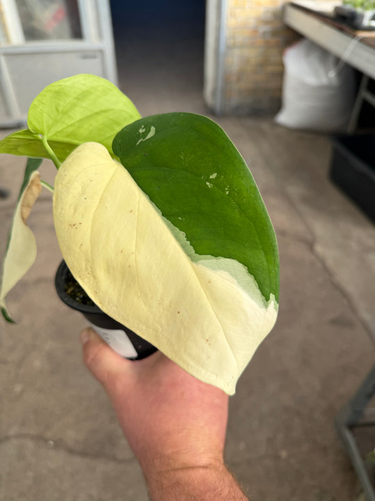 Syngonium chiapense variegata