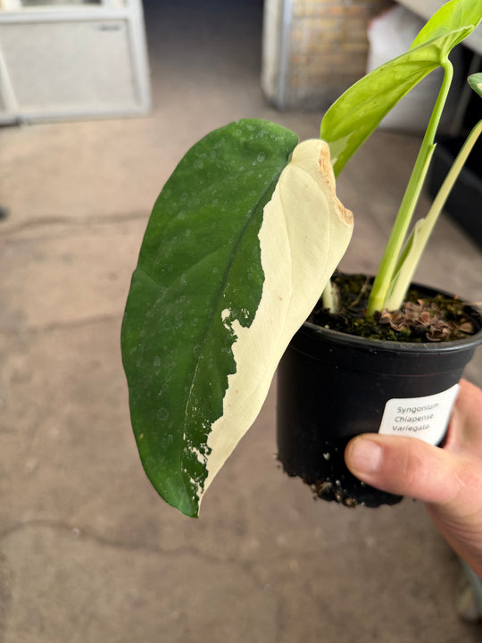 Syngonium chiapense variegata