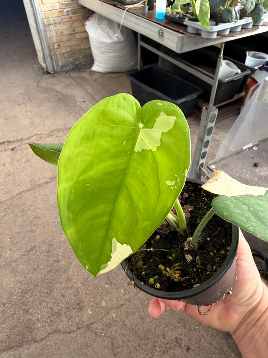 Syngonium chiapense variegata