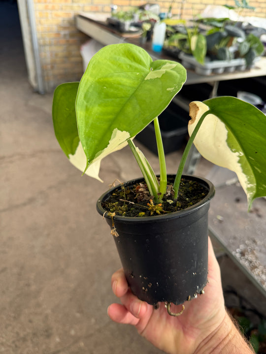 Syngonium chiapense variegata