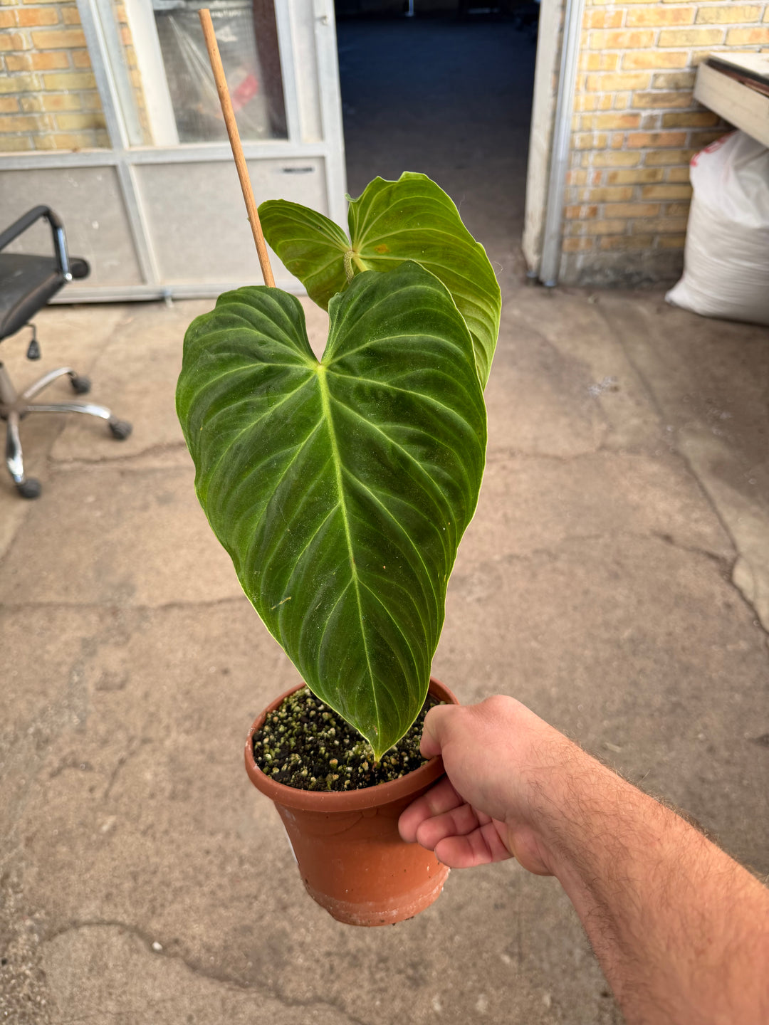 Philodendron splendid