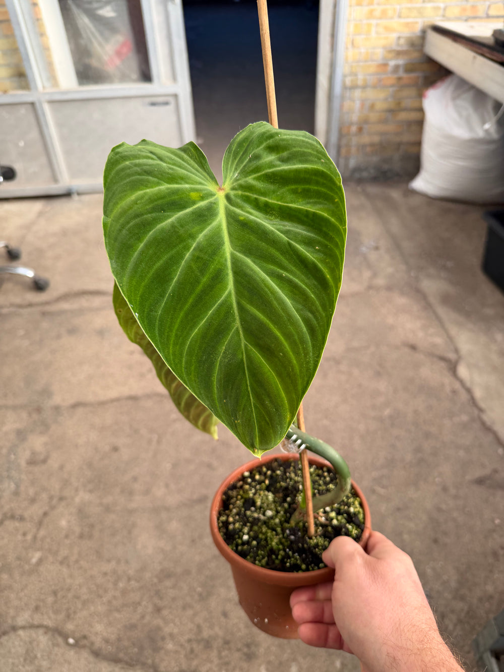 Philodendron splendid