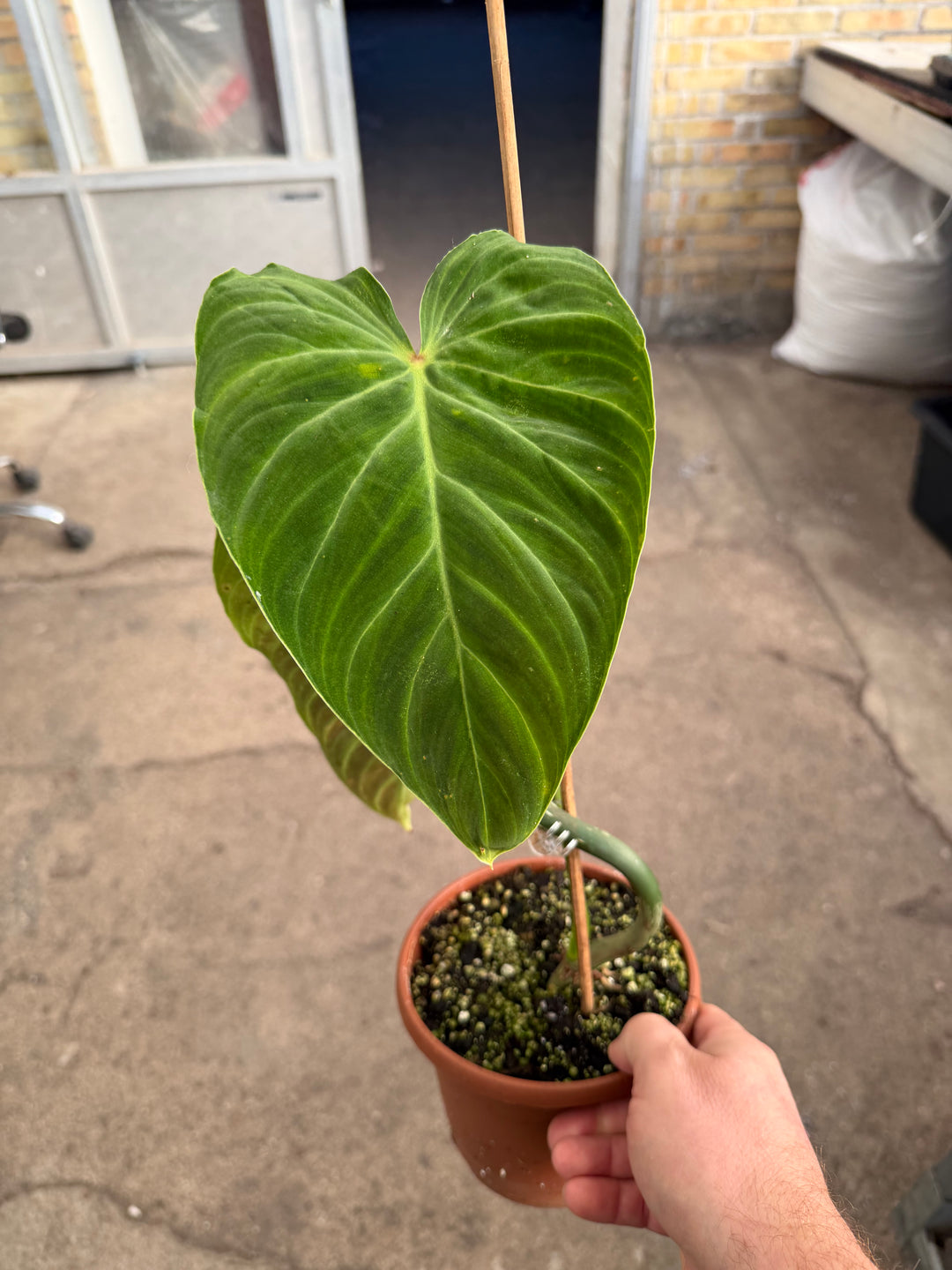 Philodendron splendid