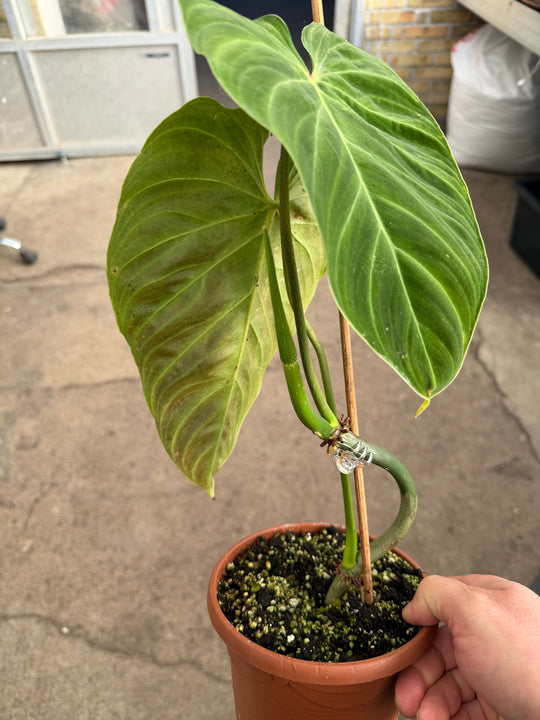 Philodendron splendid