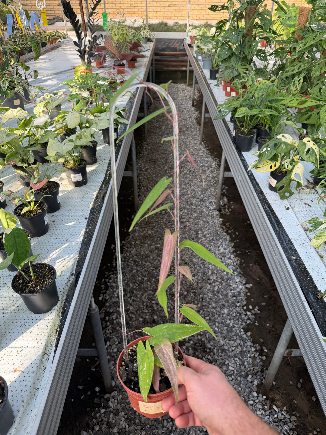 Dioscorea pixel