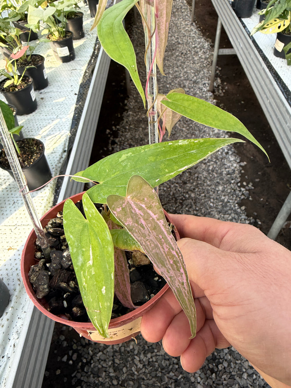 Dioscorea pixel