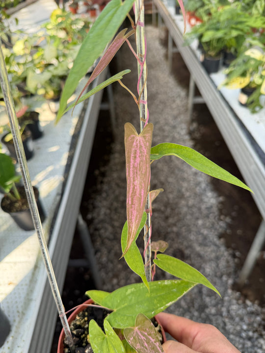 Dioscorea pixel