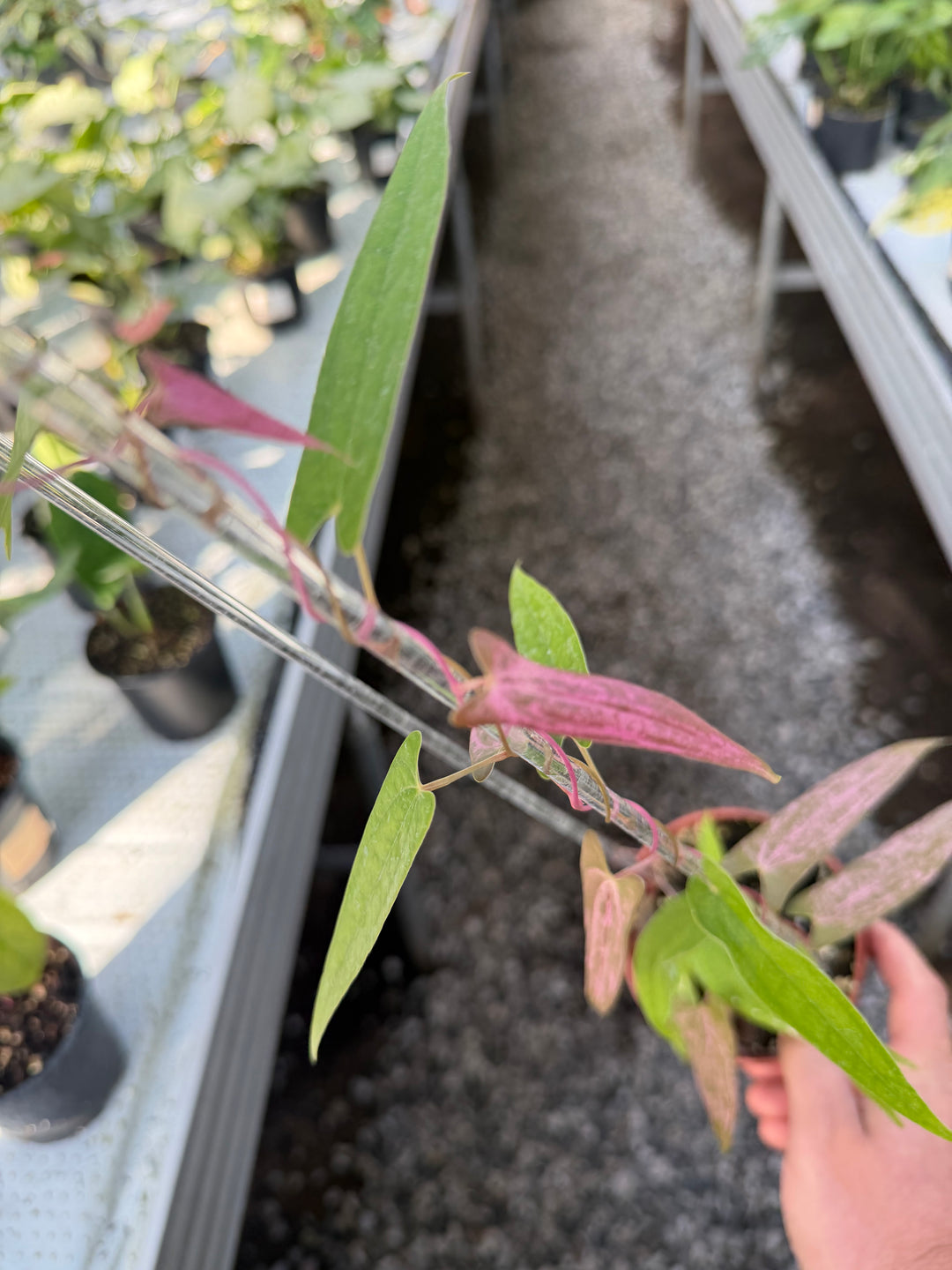 Dioscorea pixel