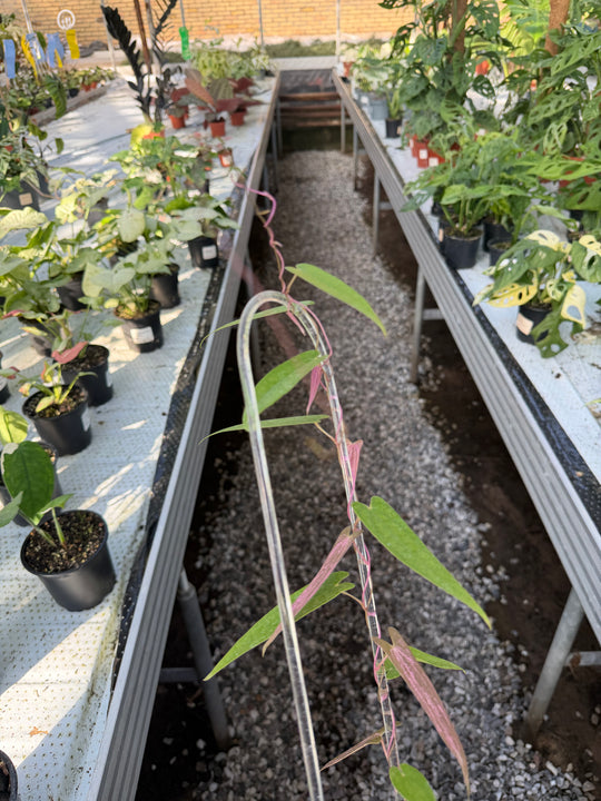 Dioscorea pixel