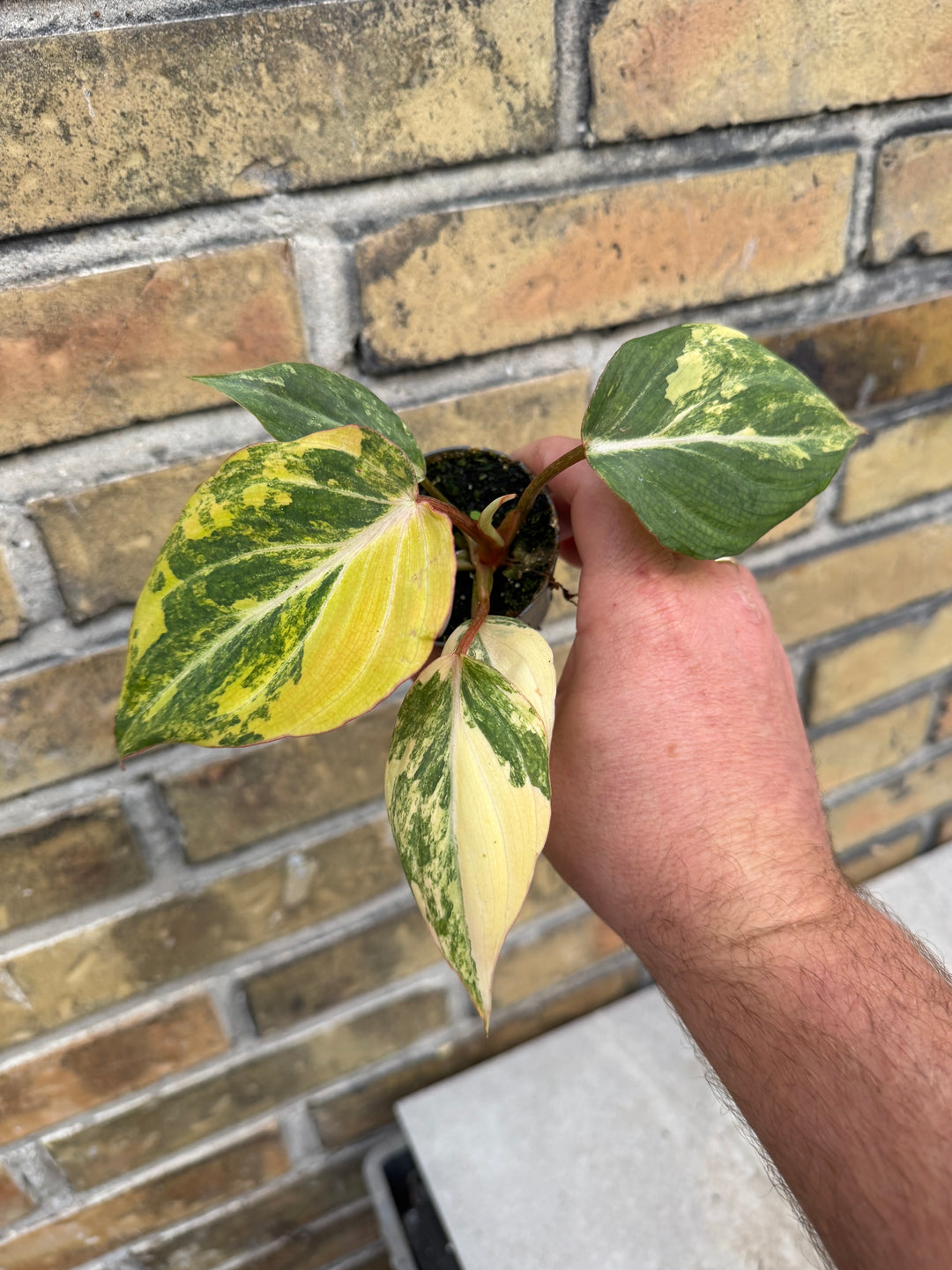 Philodendron gloriosum variagata