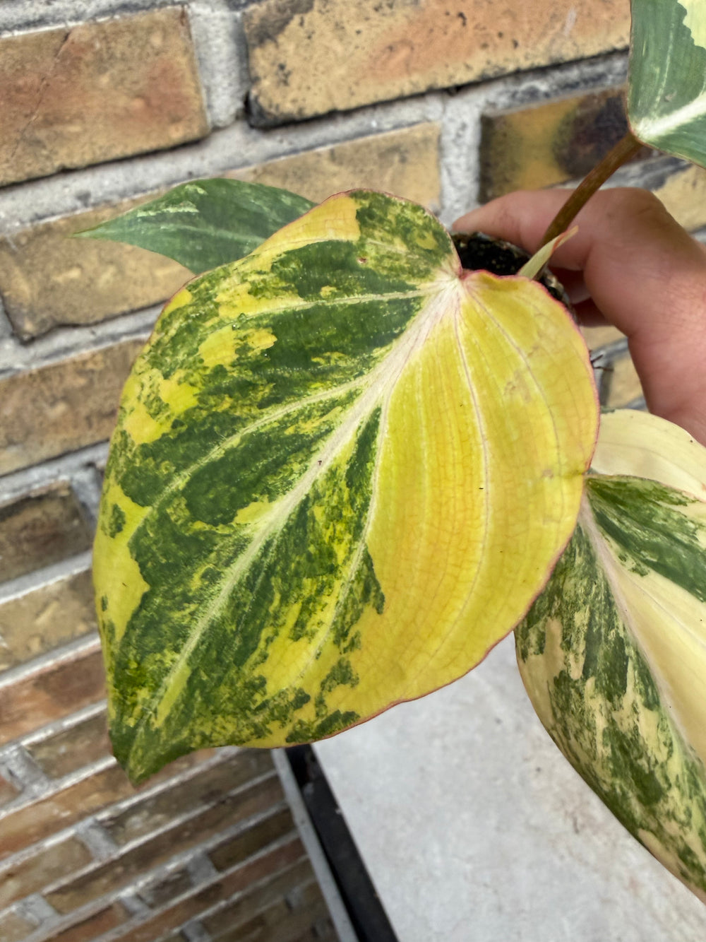 Philodendron gloriosum variagata