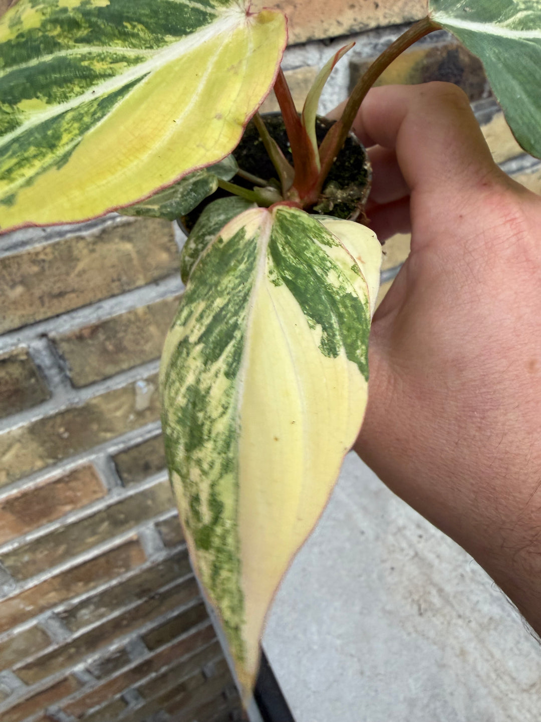 Philodendron gloriosum variagata