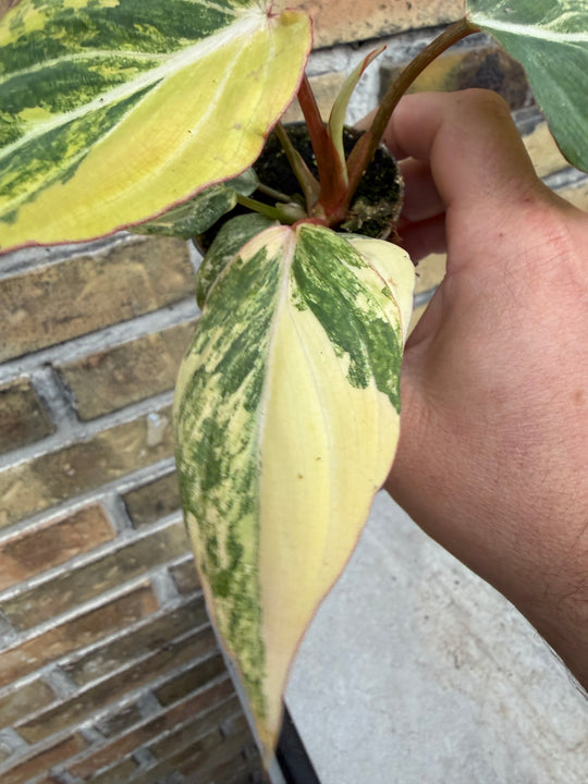 Philodendron gloriosum variagata