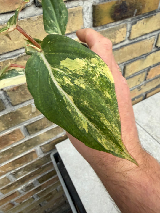 Philodendron gloriosum variagata