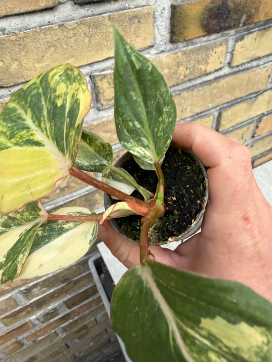 Philodendron gloriosum variagata