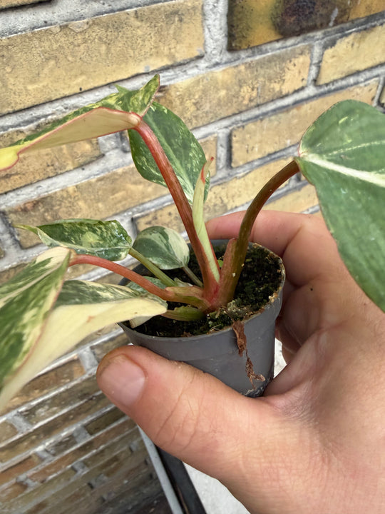 Philodendron gloriosum variagata