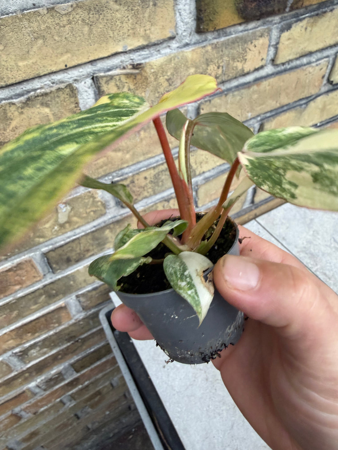 Philodendron gloriosum variagata