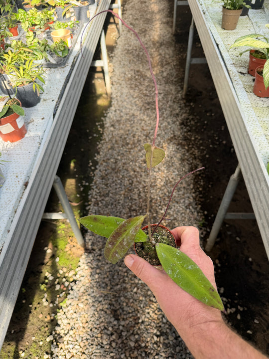 Hoya kaikoena splash