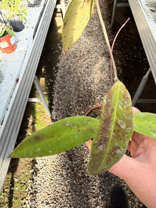 Hoya kaikoena splash