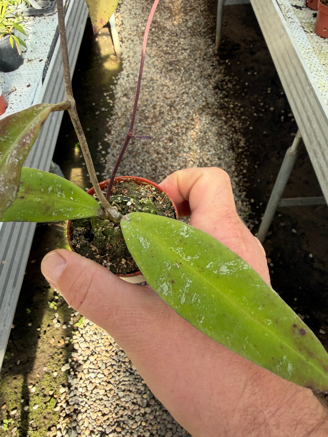 Hoya kaikoena splash