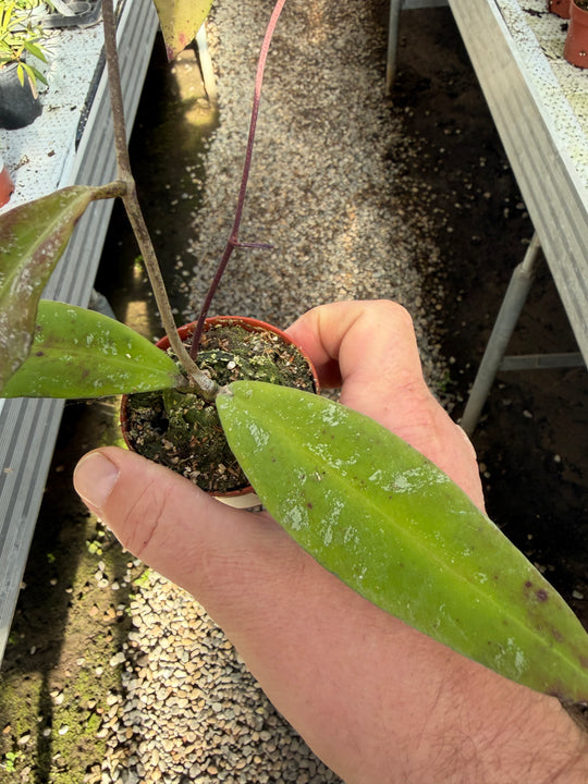Hoya kaikoena splash