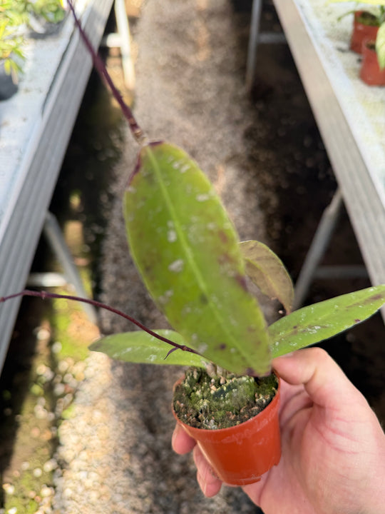 Hoya kaikoena splash