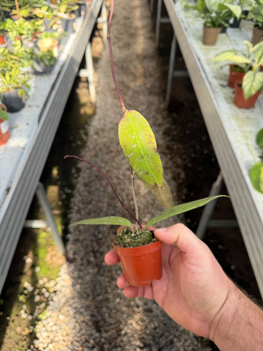 Hoya kaikoena splash