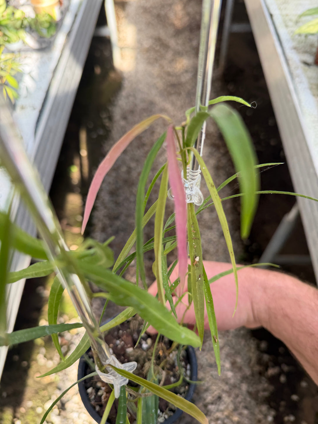 Hoya yvesrocheri